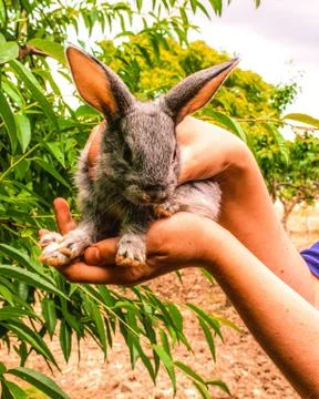 A small rabbit held in his hands Stock Photos