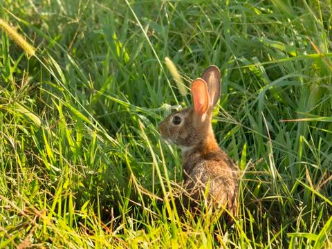Small rabbit hiding in grass 스톡 사진