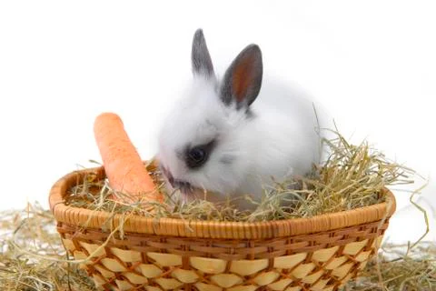 Small rabbit Stock Photos