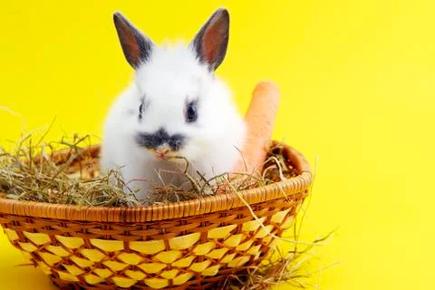 Small rabbit Stock Photos
