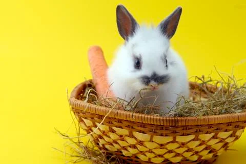 Small rabbit Stock Photos