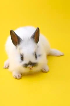 Small rabbit Stock Photos