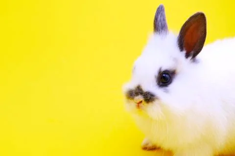 Small rabbit Stock Photos