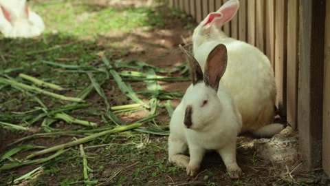 Small Rabbit Resting Then Foraging in Grass Stock Footage 321047314
