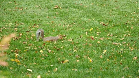 Small Rabbit Sitting in a Field Video stock 262401545
