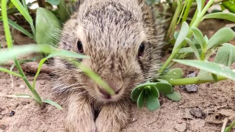 A small rabbit sitting in the grass, close up view Photos