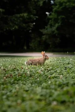 Small rabbit sitting on grassy field in a park Stock Photos