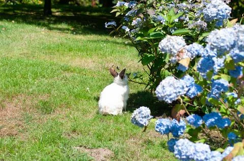 A small rabbit under large bush of blue hydrangea in the bright rays of the sun Stock Photos