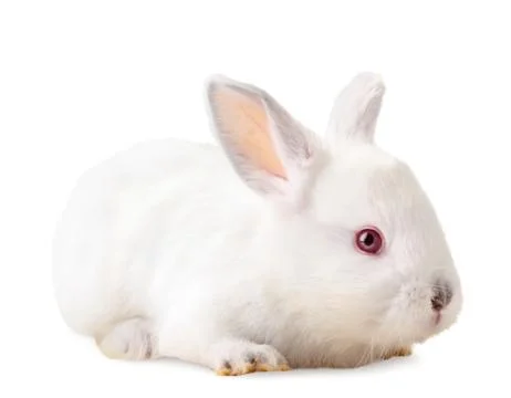 Small rabbit on a white close-up. Isolated Stock Photos