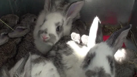 Small rabbits in the cage (1) Видео 23036699