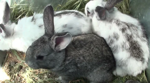 Small rabbits in the cage (2) Video stock 23037501
