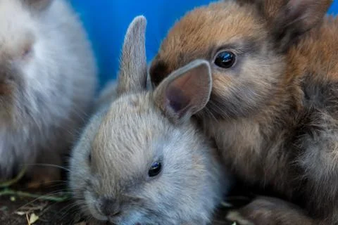 Small rabbits in a cage. 스톡 사진
