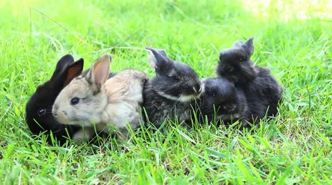 Small rabbits eat grass 스톡 동영상 68772871