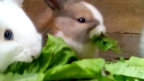 Small rabbits eating lettuce Stock Footage 155556772