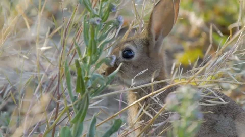 Small rabbits eating in the wild 스톡 동영상 118664703