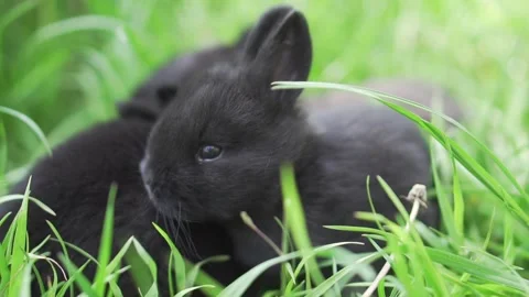 Small rabbits on the grass in slow motion. Stock Footage 130905552