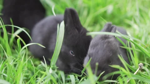 Small rabbits on the grass in slow motion. Stock Footage 130905563