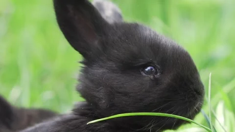 Small rabbits on the grass in slow motion. Stock Footage 130905578