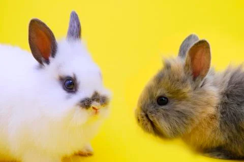 Small rabbits Stock Photos