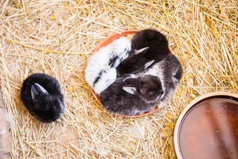 Small rabbits Stock Photos