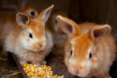 The small rabbits Stock Photos