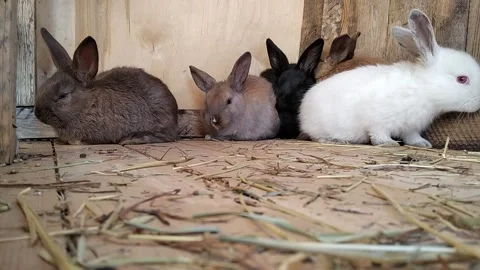 Small rabbits sit in a wooden cage Stock Footage 141870261