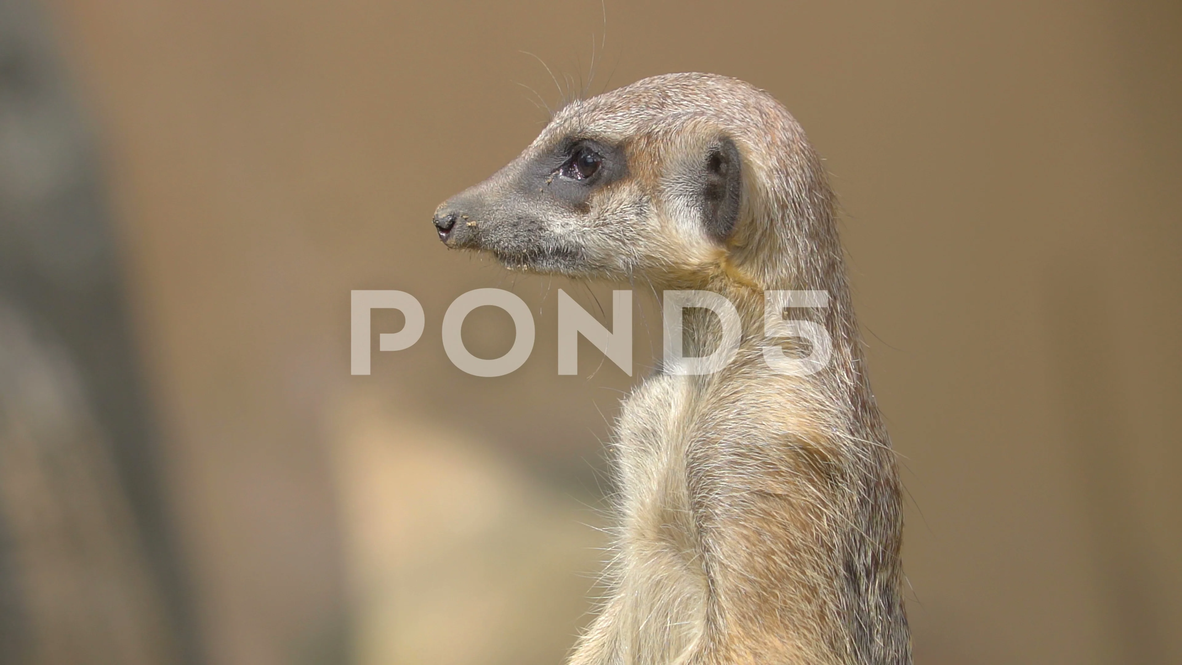 A small raccoon standing with long neck | Stock Video | Pond5