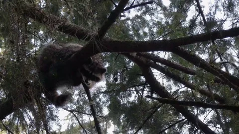 Small racoon climbing in branches of pine tree Stock Footage 114102750