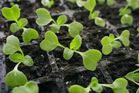 Small radish with its first two true leaves growing in the soil. Close-up view. 스톡 사진