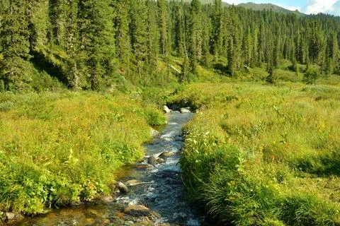 A small raging stream crosses a clearing with tall grass along a dense ceda.. Stock Photos