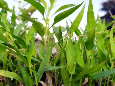 Small rain drops on small plants leafs Stock Photos