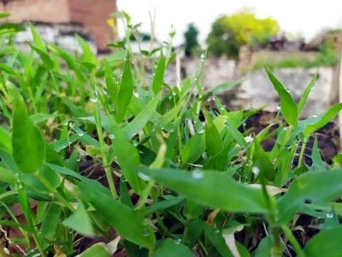 Small rain drops on small plants leafs Stock Photos