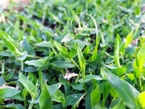 Small rain drops on small plants leafs Stock Photos