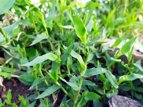 Small rain drops on small plants leafs Foto stock