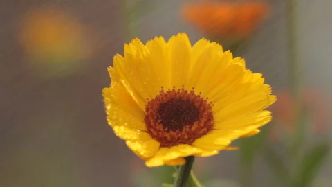 Small rain on a flower Vidéo 98836948