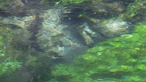Small rainbow trout fast flowing clear water stream Stock Footage 94862910