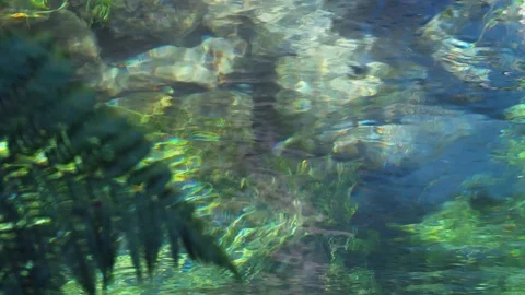 Small rainbow trout fast flowing clear water stream Stock Footage 94864187