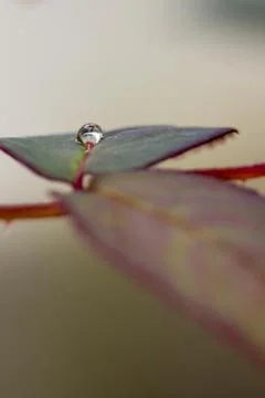 Small raindrop on leaf of rose flower Foto stock