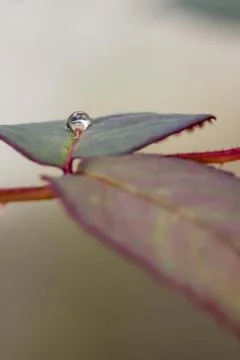 Small raindrop on leaf of rose flower Stock Photos