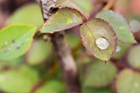 Small raindrop on leaf of rose flower Stock Photos