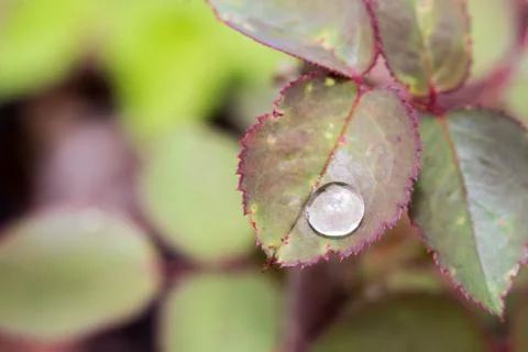 Small raindrop on leaf of rose flower Stock Photos