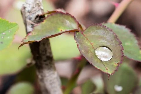 Small raindrop on leaf of rose flower Stock Photos