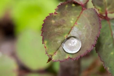 Small raindrop on leaf of rose flower Stock Photos