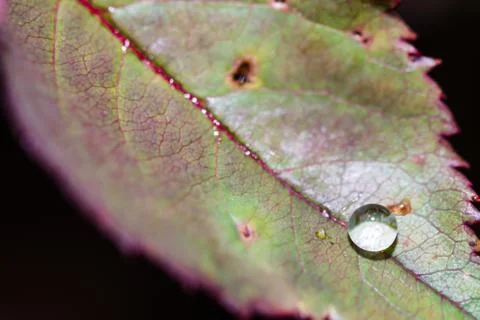 Small raindrop on leaf of rose flower Stock Photos