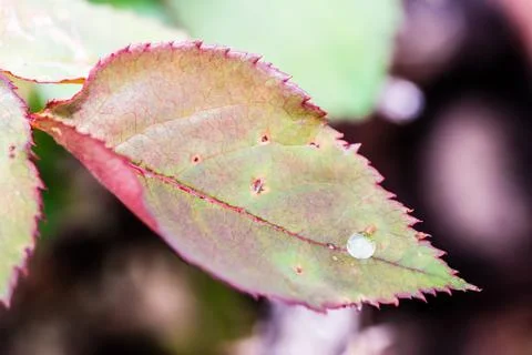 Small raindrop on leaf of rose flower Stock Photos