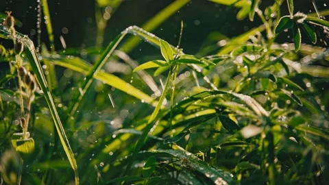 Small raindrops dripping on fresh greenery. Stock Footage 156525419