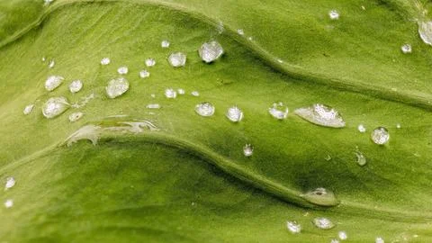 Small raindrops on a green leaf; focus stacked macrophotography captured in a Stock Photos