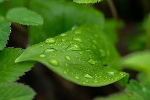Small raindrops on green leaf in forest Stock Photos