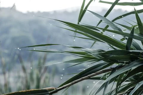 Small raindrops on plants Stock Photos