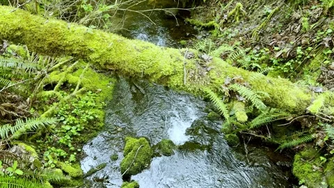 Small rainforest creek flows beneath a mossy fallen log in the mountains of Stock Footage 338995888